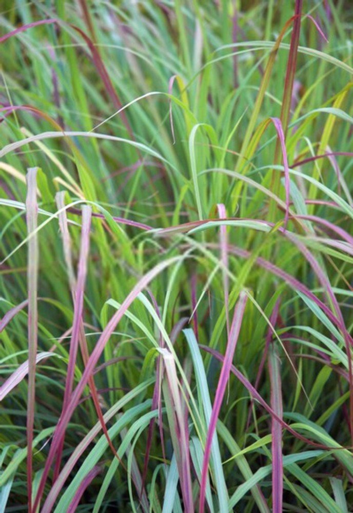 How To Grow Grass On Slopes? How To Grow Grass On Slopes?