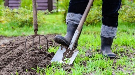 6 Best Soil For Rubber Plant of 2025