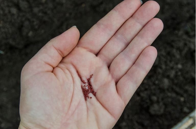 How To Grow Carrots In Containers? How To Grow Carrots In Containers?