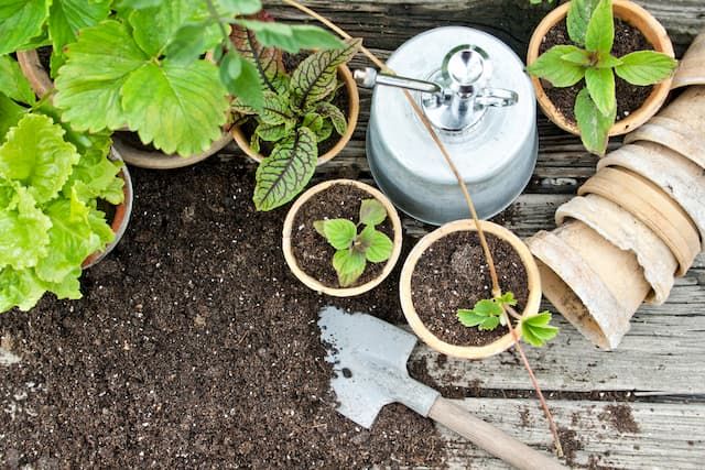 How To Choose The Best Potting Soil For Herbs? - Guide For Beginners How To Choose The Best Potting Soil For Herbs? - Guide For Beginners