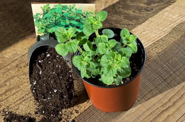 How To Choose The Best Potting Soil For Herbs? - Guide For Beginners How To Choose The Best Potting Soil For Herbs? - Guide For Beginners