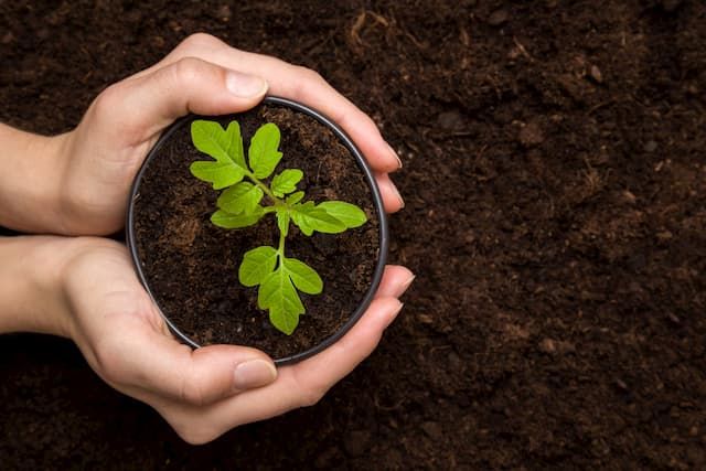 How To Choose The Best Potting Soil For Herbs? - Guide For Beginners How To Choose The Best Potting Soil For Herbs? - Guide For Beginners