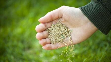 Best Grass Seed For Overseeding In Northeast of 2025: Top 6 Picks Best Grass Seed For Overseeding In Northeast of 2025: Top 6 Picks