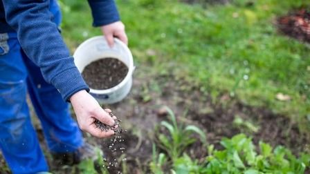 How To Choose The Best Fertilizer For Green Grass? Tips For Beginners