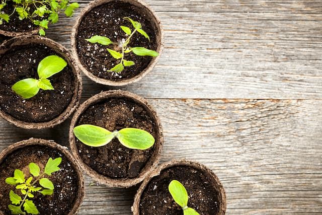 Best Organic Potting Soil For Plants of 2025: Top 7 Picks Best Organic Potting Soil For Plants of 2025: Top 7 Picks