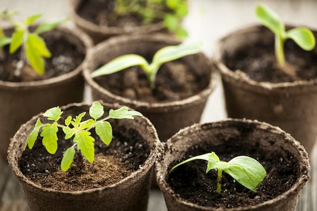 Best Organic Potting Soil For Plants of 2025: Top 7 Picks Best Organic Potting Soil For Plants of 2025: Top 7 Picks