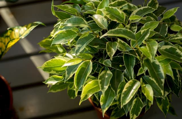 Best Plants For Purifying Air That You Can Grow At Home Best Plants For Purifying Air That You Can Grow At Home