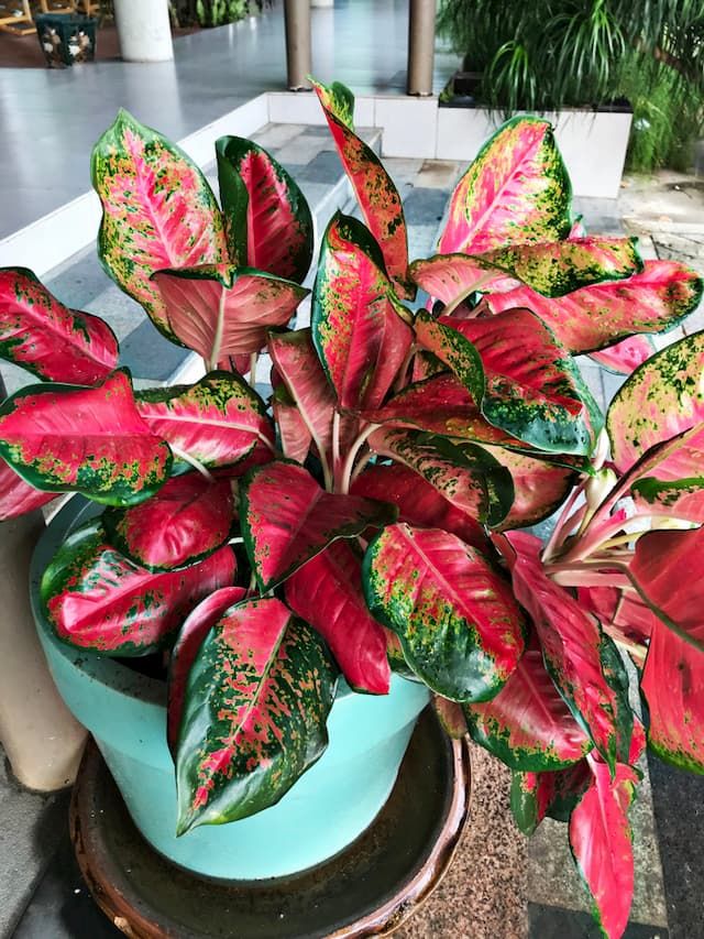 Best Plants For Purifying Air That You Can Grow At Home Best Plants For Purifying Air That You Can Grow At Home