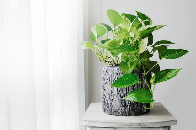 Best Plants For Purifying Air That You Can Grow At Home Best Plants For Purifying Air That You Can Grow At Home