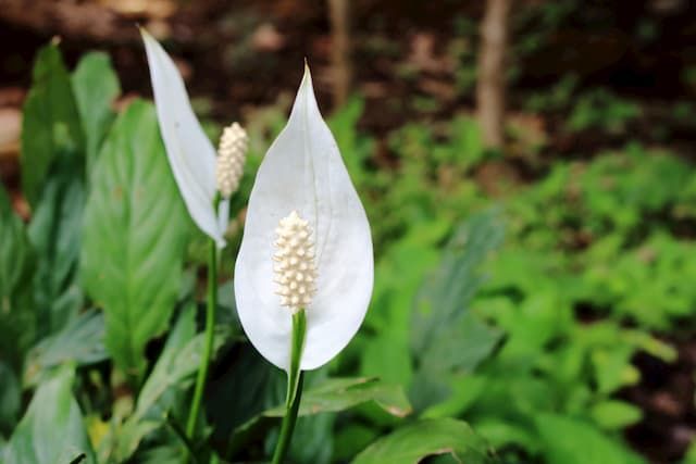 Best Plants For Purifying Air That You Can Grow At Home Best Plants For Purifying Air That You Can Grow At Home