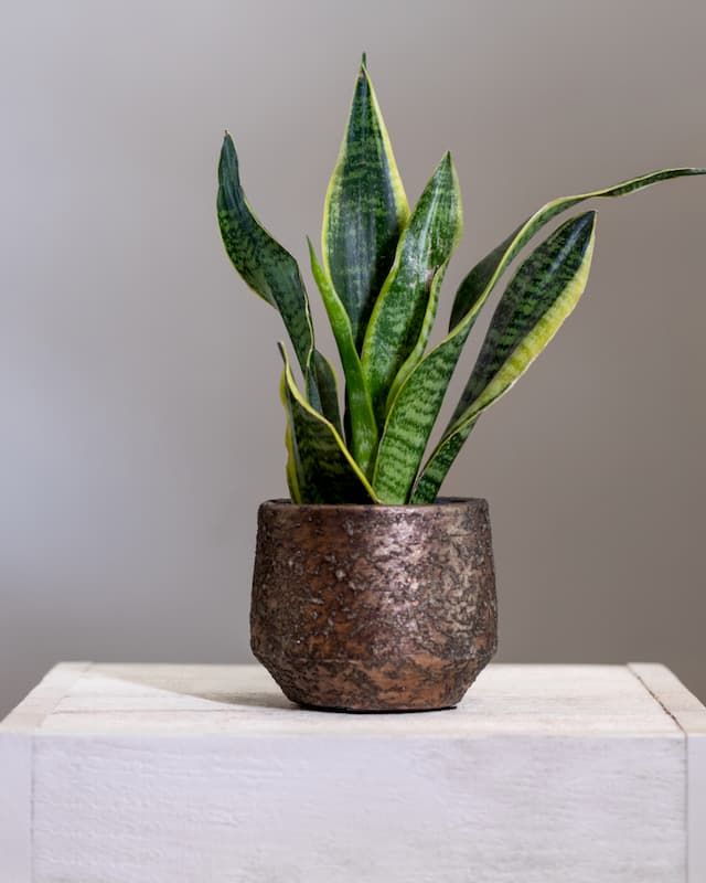 Best Plants For Purifying Air That You Can Grow At Home Best Plants For Purifying Air That You Can Grow At Home