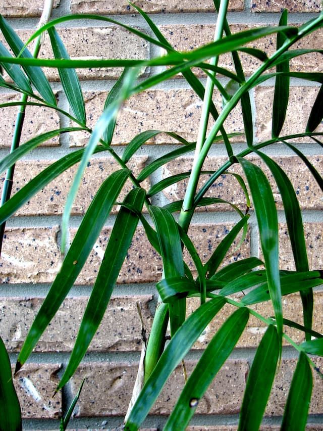 Best Plants For Purifying Air That You Can Grow At Home Best Plants For Purifying Air That You Can Grow At Home