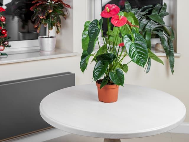 Best Plants For Purifying Air That You Can Grow At Home Best Plants For Purifying Air That You Can Grow At Home