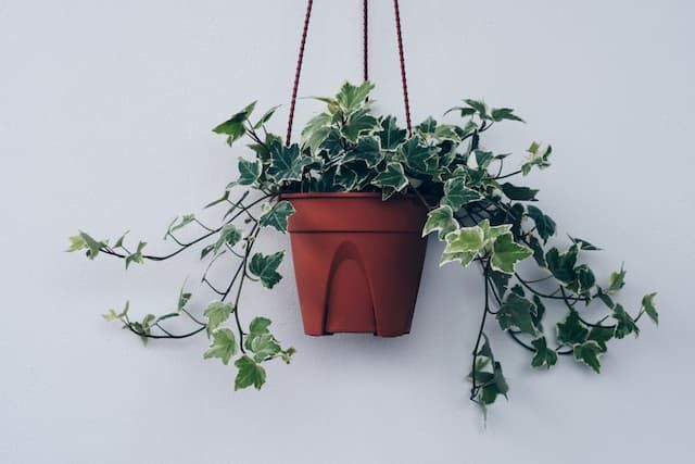 Best Plants For Purifying Air That You Can Grow At Home Best Plants For Purifying Air That You Can Grow At Home