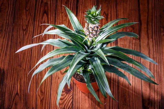 Best Plants For Purifying Air That You Can Grow At Home Best Plants For Purifying Air That You Can Grow At Home