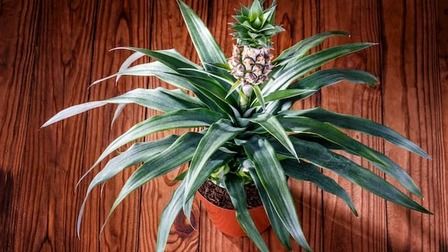 Best Plants For Purifying Air That You Can Grow At Home