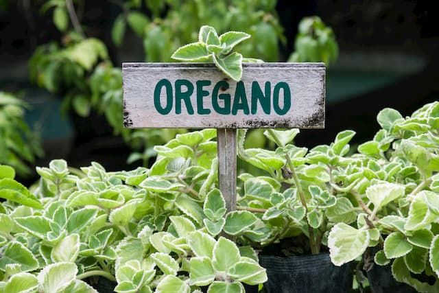 Best Herbs To Grow In Pots That You Can Try At Home Best Herbs To Grow In Pots That You Can Try At Home