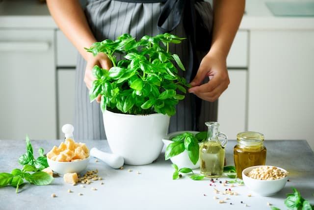 Best Herbs To Grow In Pots That You Can Try At Home Best Herbs To Grow In Pots That You Can Try At Home