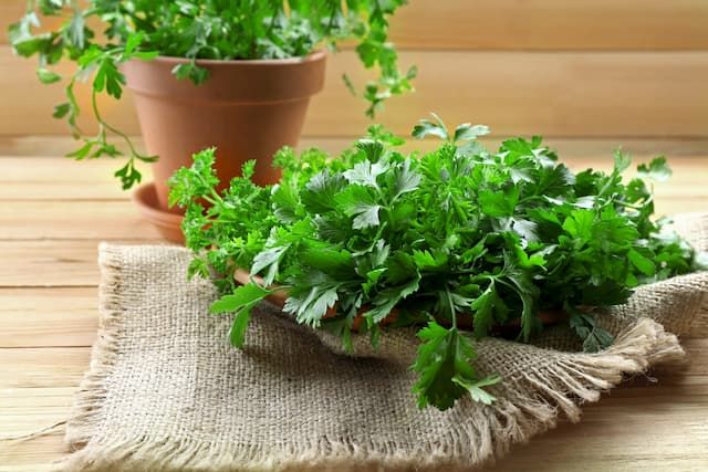 Best Herbs To Grow In Pots That You Can Try At Home Best Herbs To Grow In Pots That You Can Try At Home