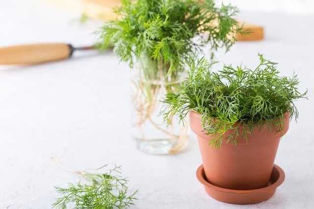 Best Herbs To Grow In Pots That You Can Try At Home Best Herbs To Grow In Pots That You Can Try At Home