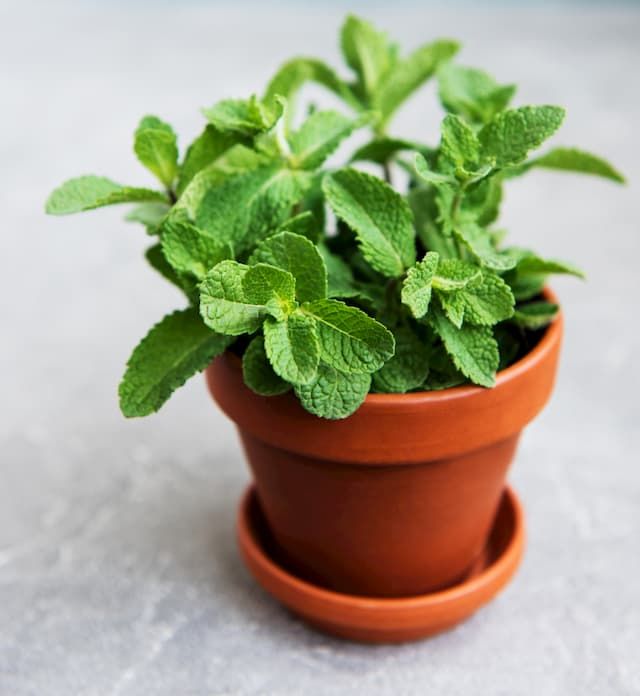 Best Herbs To Grow In Pots That You Can Try At Home Best Herbs To Grow In Pots That You Can Try At Home