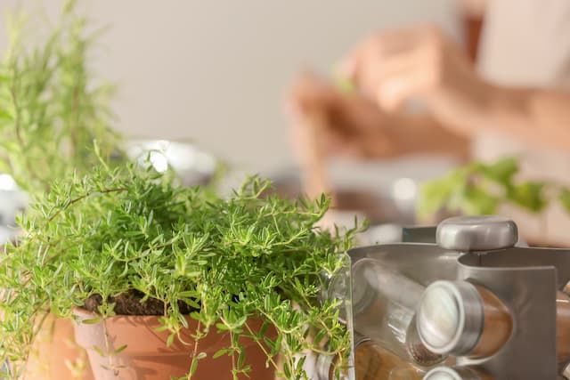 Best Herbs To Grow In Pots That You Can Try At Home Best Herbs To Grow In Pots That You Can Try At Home
