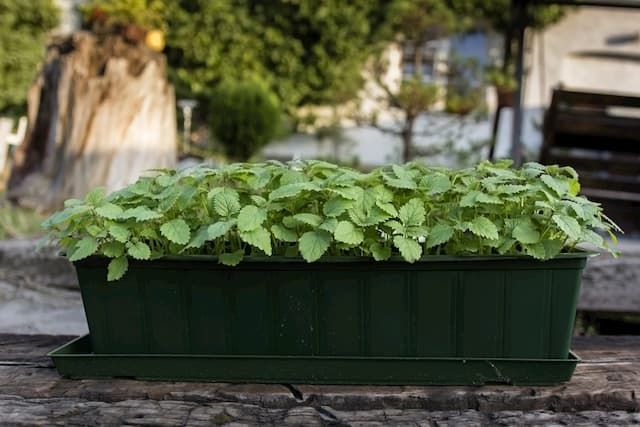 Best Herbs To Grow In Pots That You Can Try At Home Best Herbs To Grow In Pots That You Can Try At Home