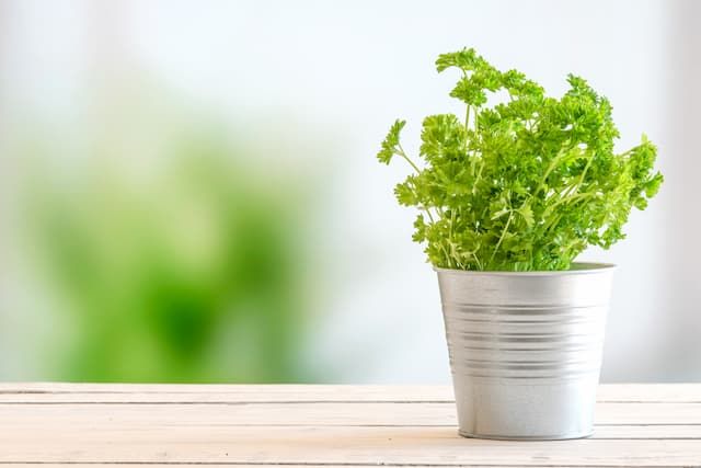 Best Herbs To Grow In Pots That You Can Try At Home Best Herbs To Grow In Pots That You Can Try At Home