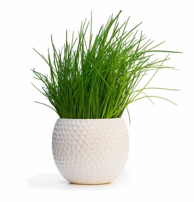 Best Herbs To Grow In Pots That You Can Try At Home Best Herbs To Grow In Pots That You Can Try At Home