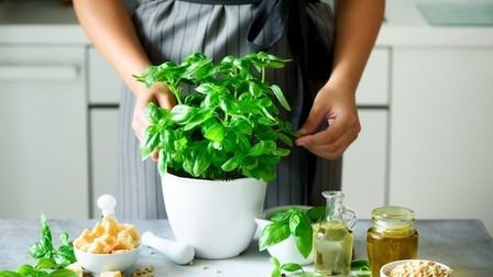 Best Herbs To Grow In Pots That You Can Try At Home