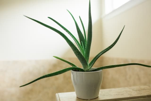Best Plants For Bathroom That You Can Easily Grow At Home Best Plants For Bathroom That You Can Easily Grow At Home