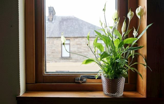 Best Plants For Bathroom That You Can Easily Grow At Home Best Plants For Bathroom That You Can Easily Grow At Home