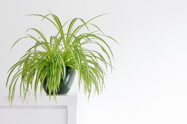 Best Plants For Bathroom That You Can Easily Grow At Home Best Plants For Bathroom That You Can Easily Grow At Home