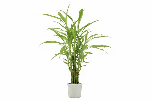 Best Plants For Bathroom That You Can Easily Grow At Home Best Plants For Bathroom That You Can Easily Grow At Home