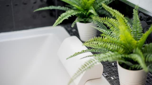 Best Plants For Bathroom That You Can Easily Grow At Home Best Plants For Bathroom That You Can Easily Grow At Home