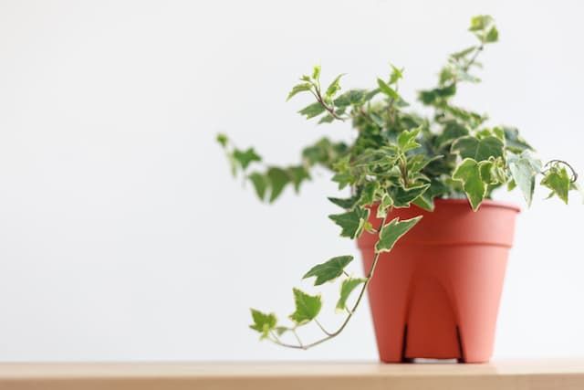 Best Plants For Bathroom That You Can Easily Grow At Home Best Plants For Bathroom That You Can Easily Grow At Home