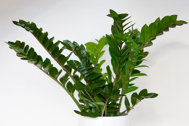 Best Plants For Bathroom That You Can Easily Grow At Home Best Plants For Bathroom That You Can Easily Grow At Home