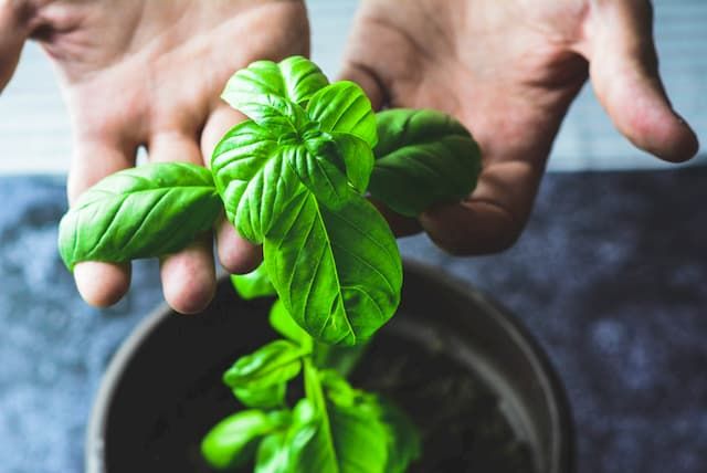 Best Herbs To Grow Indoors Best Herbs To Grow Indoors