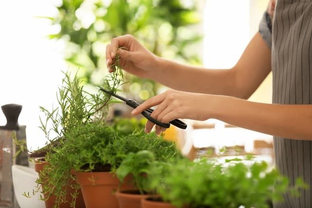 Best Herbs To Grow Indoors Best Herbs To Grow Indoors