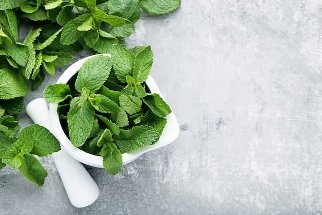 Best Herbs To Grow Indoors Best Herbs To Grow Indoors