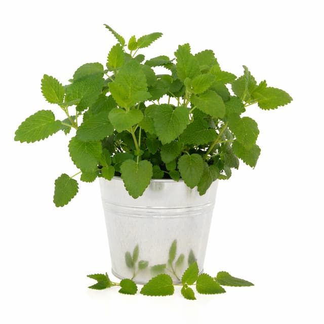 Best Herbs To Grow Indoors Best Herbs To Grow Indoors