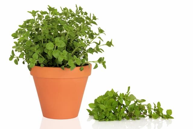 Best Herbs To Grow Indoors Best Herbs To Grow Indoors