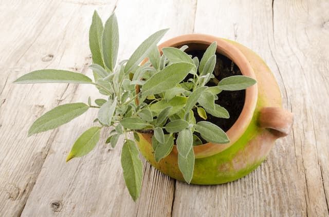 Best Herbs To Grow Indoors Best Herbs To Grow Indoors