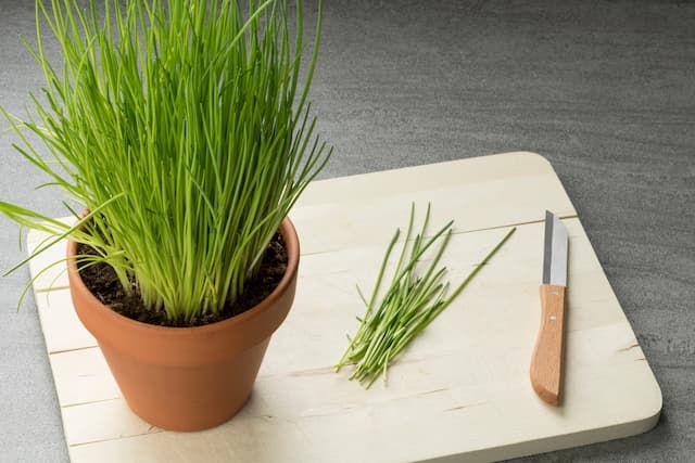 Best Herbs To Grow Indoors Best Herbs To Grow Indoors