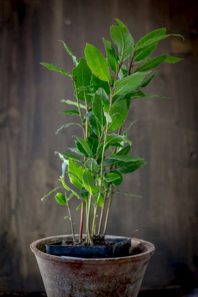 Best Herbs To Grow Indoors Best Herbs To Grow Indoors