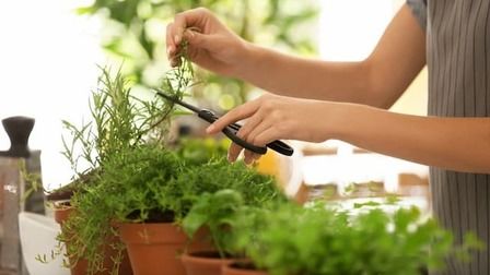 Best Herbs To Grow Indoors