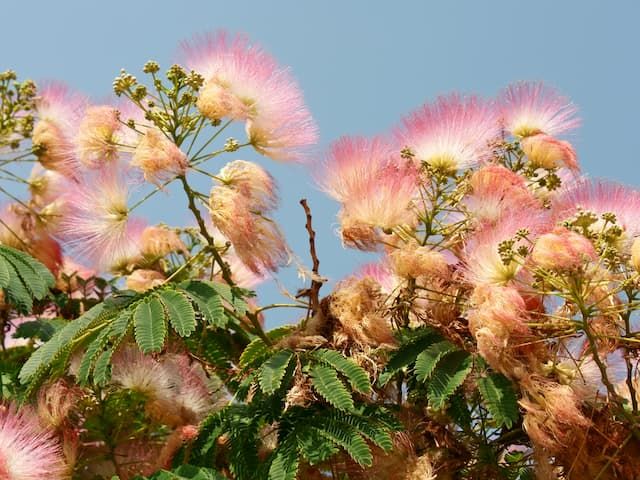 Best Trees For Front Yard Best Trees For Front Yard