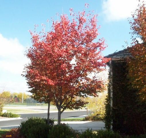 Best Trees For Front Yard Best Trees For Front Yard