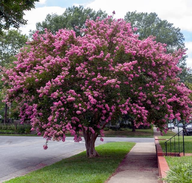 Best Trees For Front Yard Best Trees For Front Yard