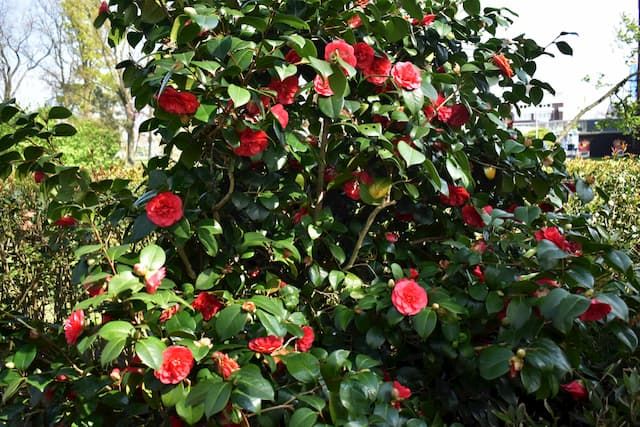 Best Trees For Front Yard Best Trees For Front Yard